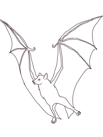 Megabat Flying Fox Coloring Page